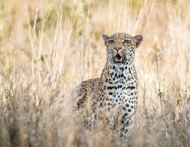 Magical Savuti,Botswana wildlife  Pictures
