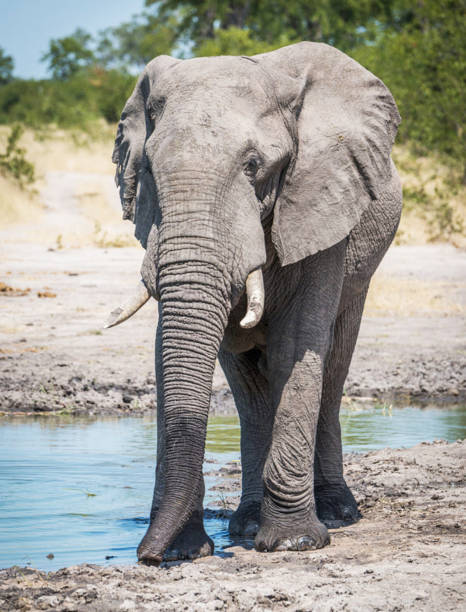 istock Creative Savuti,Botswana wildlife  Pictures 1439635922