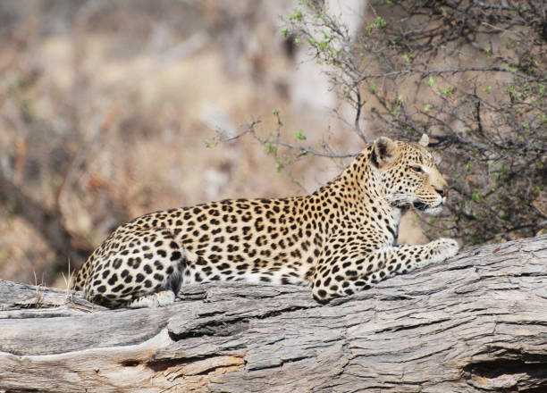 istock Creative Savuti,Botswana wildlife  Pictures 1439636707