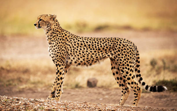 istock Creative Savuti,Botswana wildlife  Pictures 1439636710