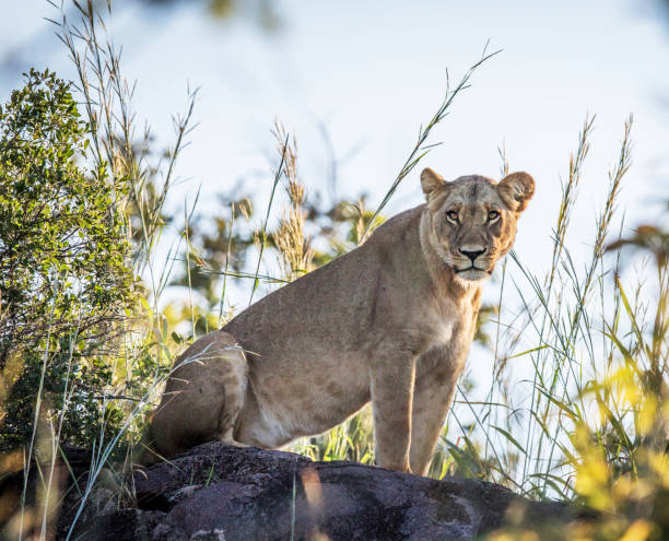 istock Creative Savuti,Botswana wildlife  Pictures 1439636853