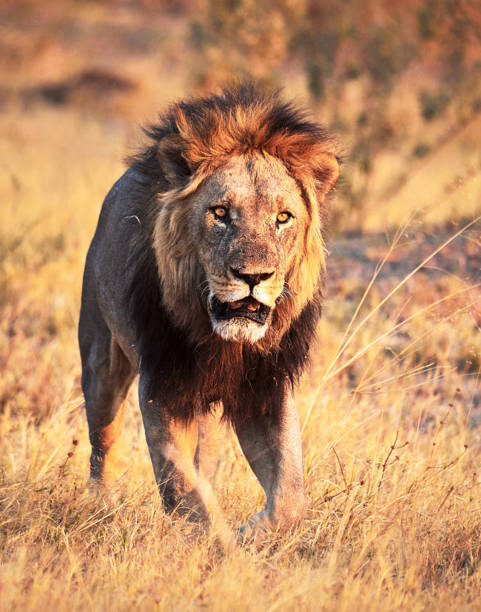 istock Creative Savuti,Botswana wildlife  Pictures 1439636871