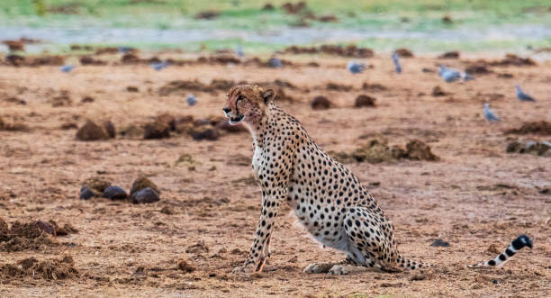 istock Creative Savuti,Botswana wildlife  Pictures 1439636914