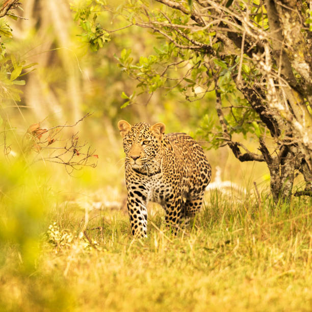 istock Creative Savuti,Botswana wildlife  Pictures 1439636931