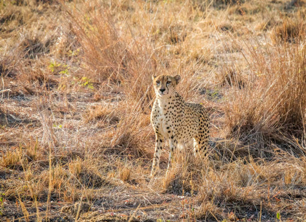 istock Creative Savuti,Botswana wildlife  Pictures 1439636942