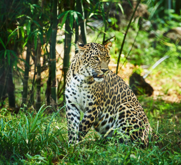 istock Creative Savuti,Botswana wildlife  Pictures 1439636958