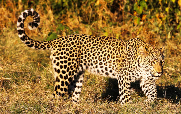 istock Creative Savuti,Botswana wildlife  Pictures 1439636963