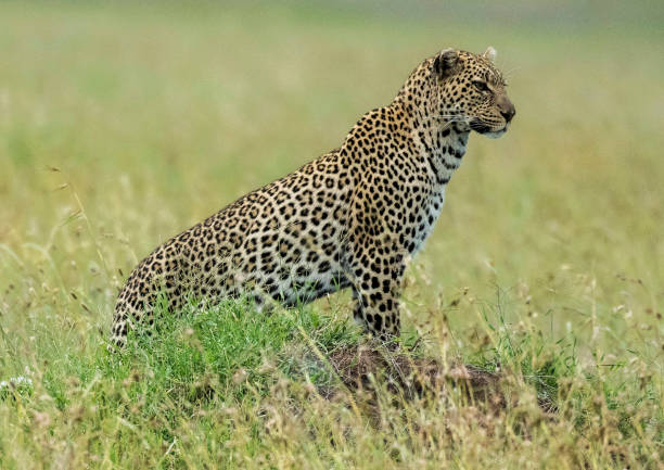 istock Creative Savuti,Botswana wildlife  Pictures 1439636976