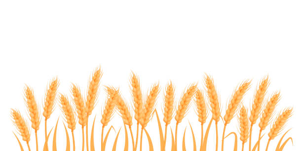 weizen-, hafer-, roggen- oder gerstenfeldsilhouette. getreidepflanzenrand, agrarlandschaft mit goldenen ährchen. banner für design-bier-, brot-, mehlverpackungen - wheat cereal plant oat crop stock-grafiken, -clipart, -cartoons und -symbole