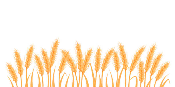 ilustrações, clipart, desenhos animados e ícones de trigo, aveia, centeio ou silhueta de campo de cevada. fronteira vegetal de cereais, paisagem agrícola com espinhos dourados. banner para design de cerveja, pão, embalagem de farinha - oat farm grass barley