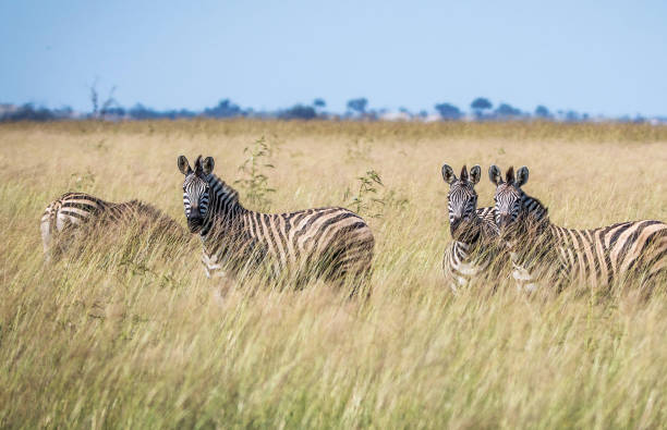 istock Savuti,Botswana wildlife  Pictures 1439638172