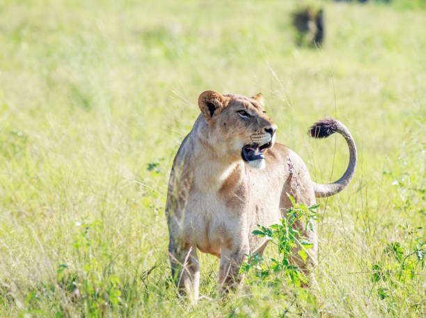 istock Savuti,Botswana wildlife  Pictures 1439638213