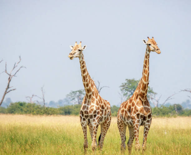 istock Savuti,Botswana wildlife  Pictures 1439638216