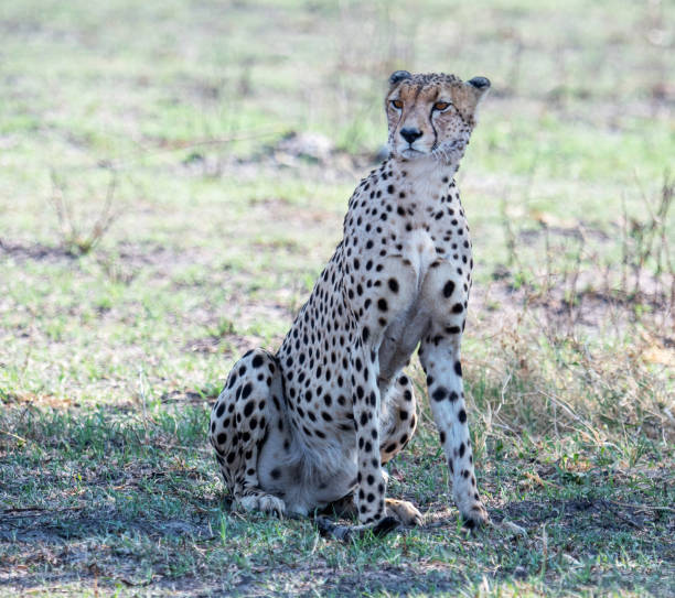 istock Savuti,Botswana wildlife  Pictures 1439638223