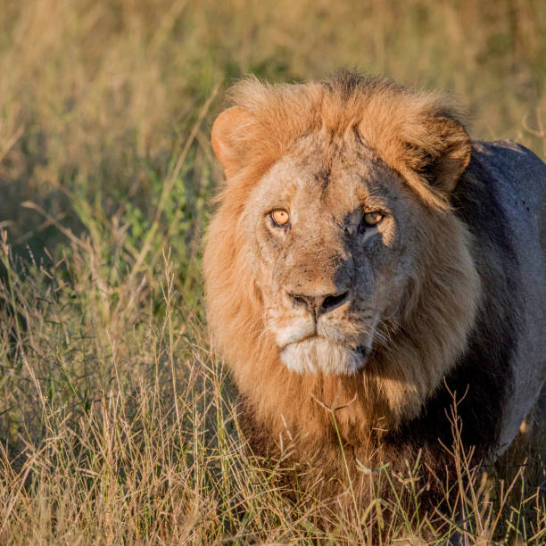 istock Savuti,Botswana wildlife  Pictures 1439638232
