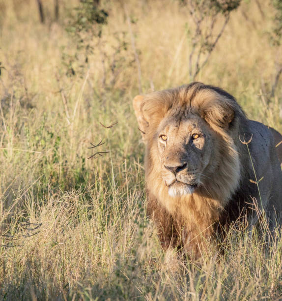 istock Savuti,Botswana wildlife  Pictures 1439638262