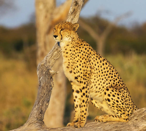 istock Savuti,Botswana wildlife  Pictures 1439638308