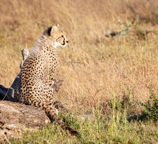 istock Savuti,Botswana wildlife  Pictures 1439638373