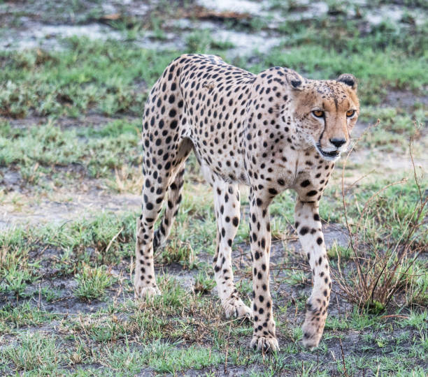istock Savuti,Botswana wildlife  Pictures 1439638374