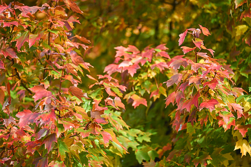 Colorful autumn tree close up