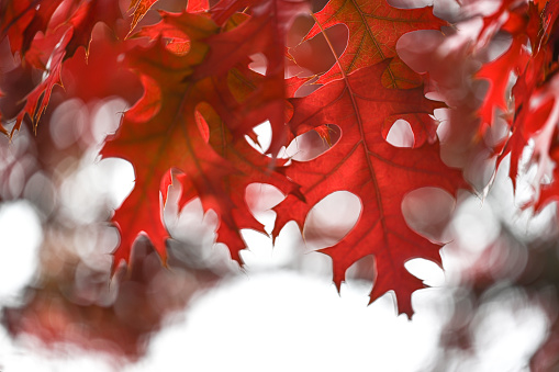 Maple leaves that are lit by the sunlight make them colorful.