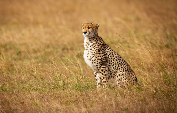 istock Savuti,Botswana wildlife  Pictures 1439638459