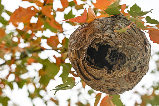 Wasp nest hanging on autumn tree