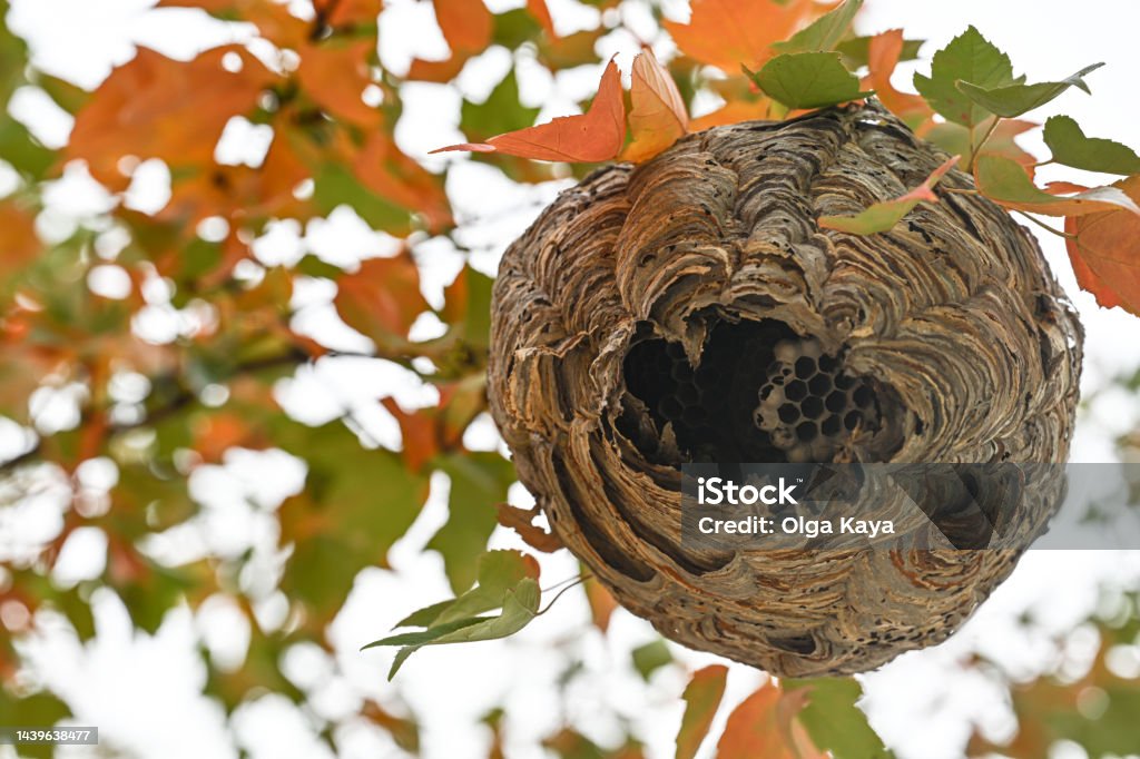 Wasp nest Wasp nest hanging on autumn tree Animal Stock Photo