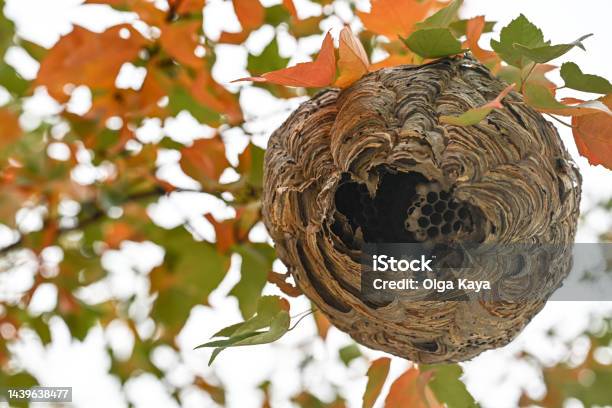 Wasp Nest Stock Photo - Download Image Now - Animal, Animal Family, Animal Nest
