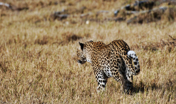istock Savuti,Botswana wildlife  Pictures 1439638580
