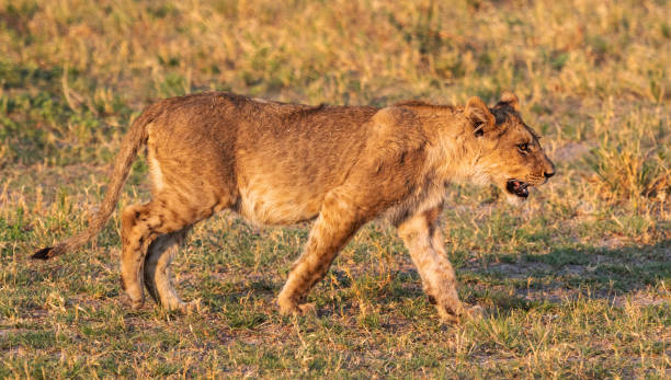 istock Savuti,Botswana wildlife  Pictures 1439638593