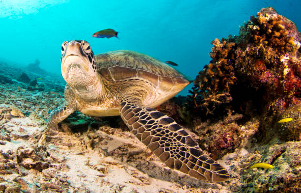 istock Beautiful Sipadan , Malaysia pictures 1439642498