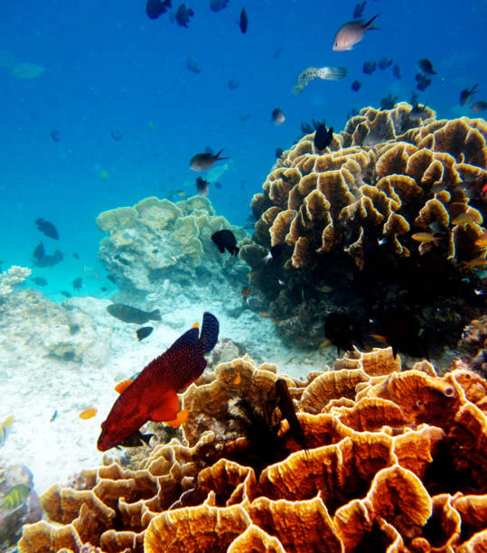 istock Beautiful Sipadan , Malaysia pictures 1439642690