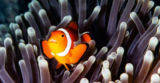 istock Beautiful Sipadan , Malaysia pictures 1439642738