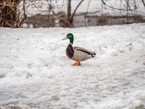 istock Male duck sits on the white snow 1439643815