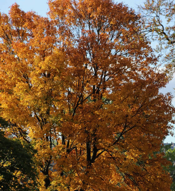 istock Beautiful Edinburgh autumn pictures 1439643955