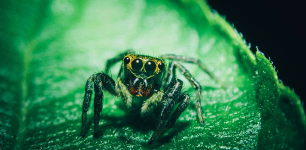 istock Macro Close-up of a Spider on a leaf 1439644126