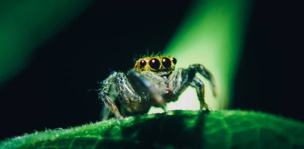 istock Macro Close-up of a Spider on a leaf 1439644475