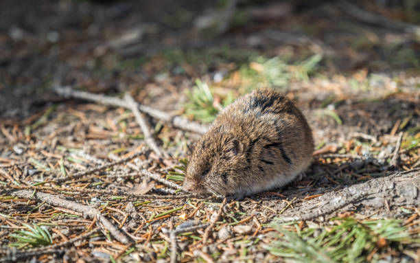 istock A closeup of a Common vole, Microtus arvalis, on the ground with a blurry background 1439644589
