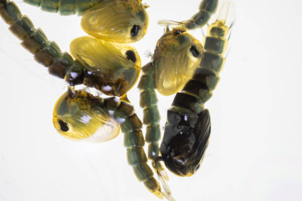 istock Anopheles mosquito and Mosquito Larva in the order Diptera. 1439645842
