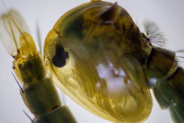 istock Anopheles mosquito and Mosquito Larva in the order Diptera. 1439645861
