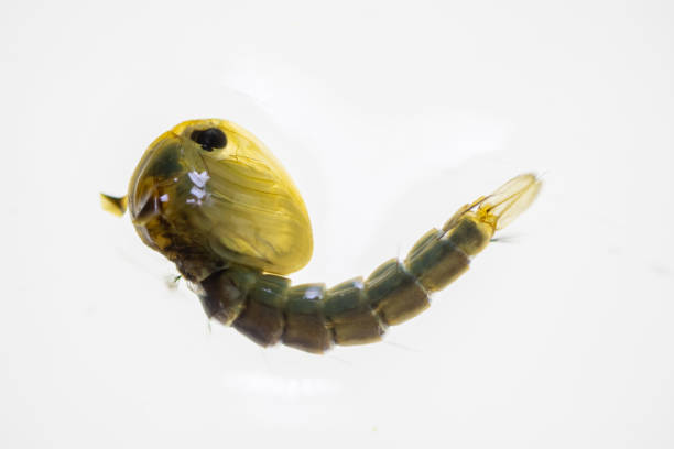 istock Anopheles mosquito and Mosquito Larva in the order Diptera. 1439645868