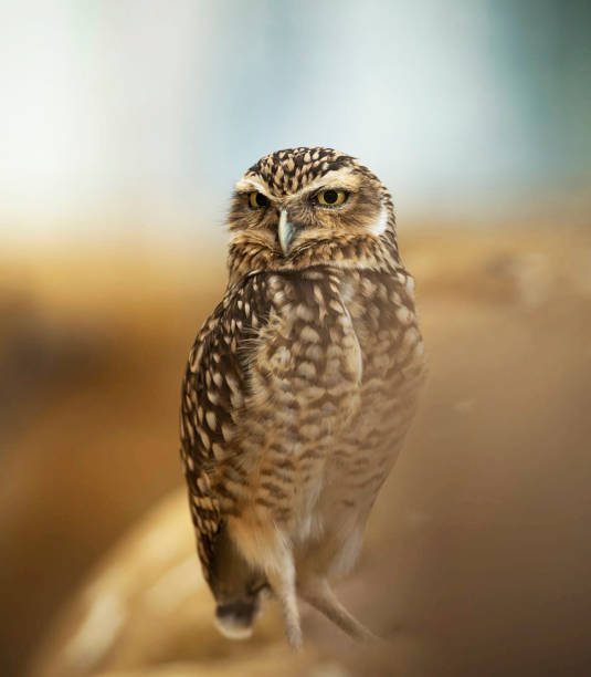 istock Beautiful Argentina wildlife  Pictures 1439645986