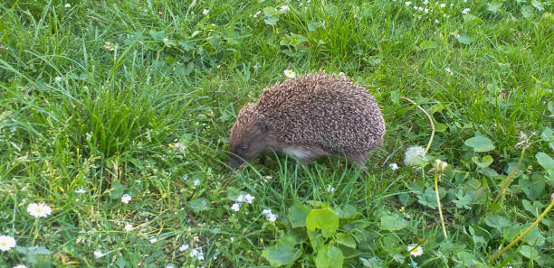 istock the hedgehog walks in the lush green grass 1439648501