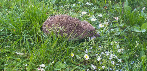 istock the hedgehog walks in the lush green grass 1439648512
