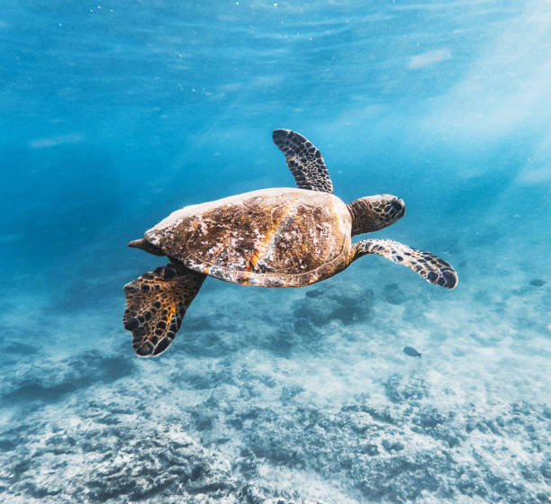 istock Beautiful Oahu,Hawaii underwater Pictures 1439649328