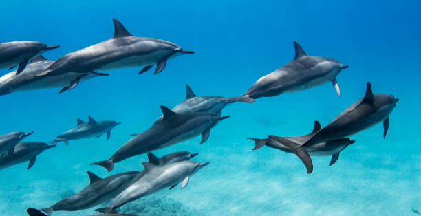 istock Beautiful Oahu,Hawaii underwater Pictures 1439649360