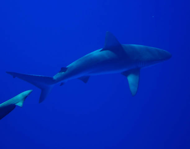 istock Beautiful Oahu,Hawaii underwater Pictures 1439649370