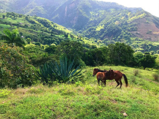 1.600+ Distretto Di Yama Immagine Foto stock, immagini e fotografie