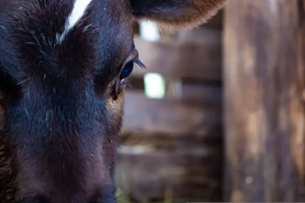 Calf in a corral close up. High quality photo